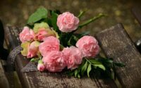 Glem græsset: Vilde blomster som nøglen til sundere økosystemer